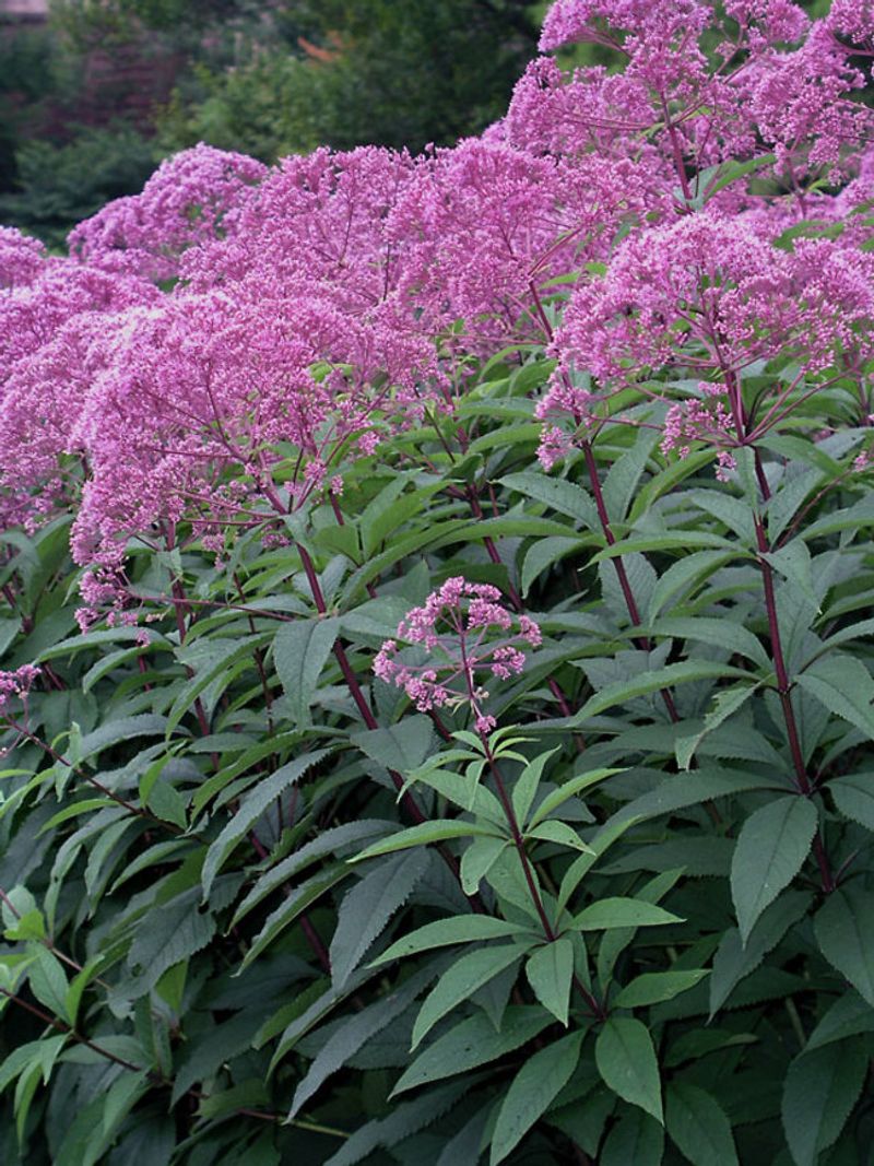 Joe Pye Weed (Eupatorium)