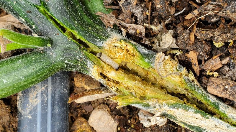 Remove failed vines and reduce next season’s pressure