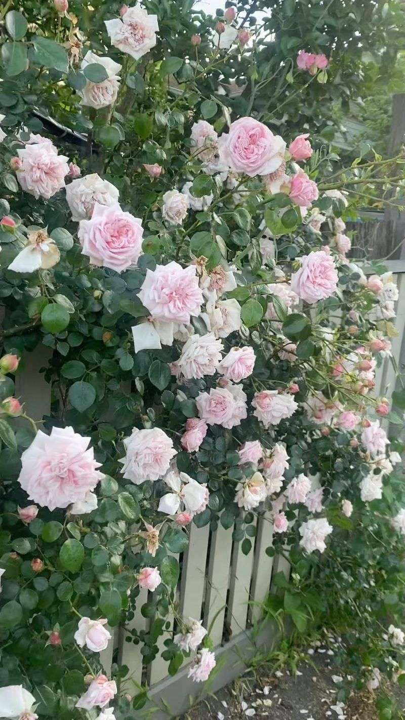 Climbing Rose (New Dawn, Lady Banks Rose)