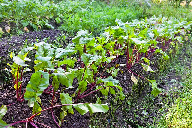 Heat and water stress—not the calendar alone—damage beet quality
