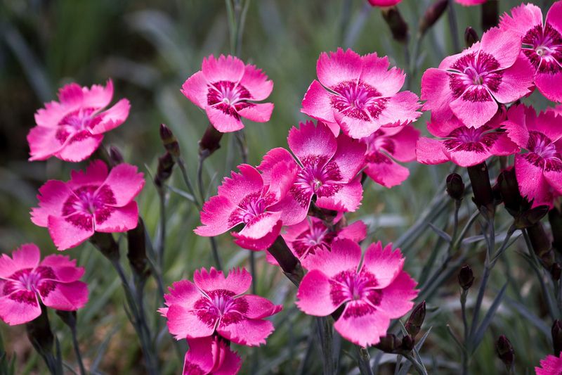 Dianthus