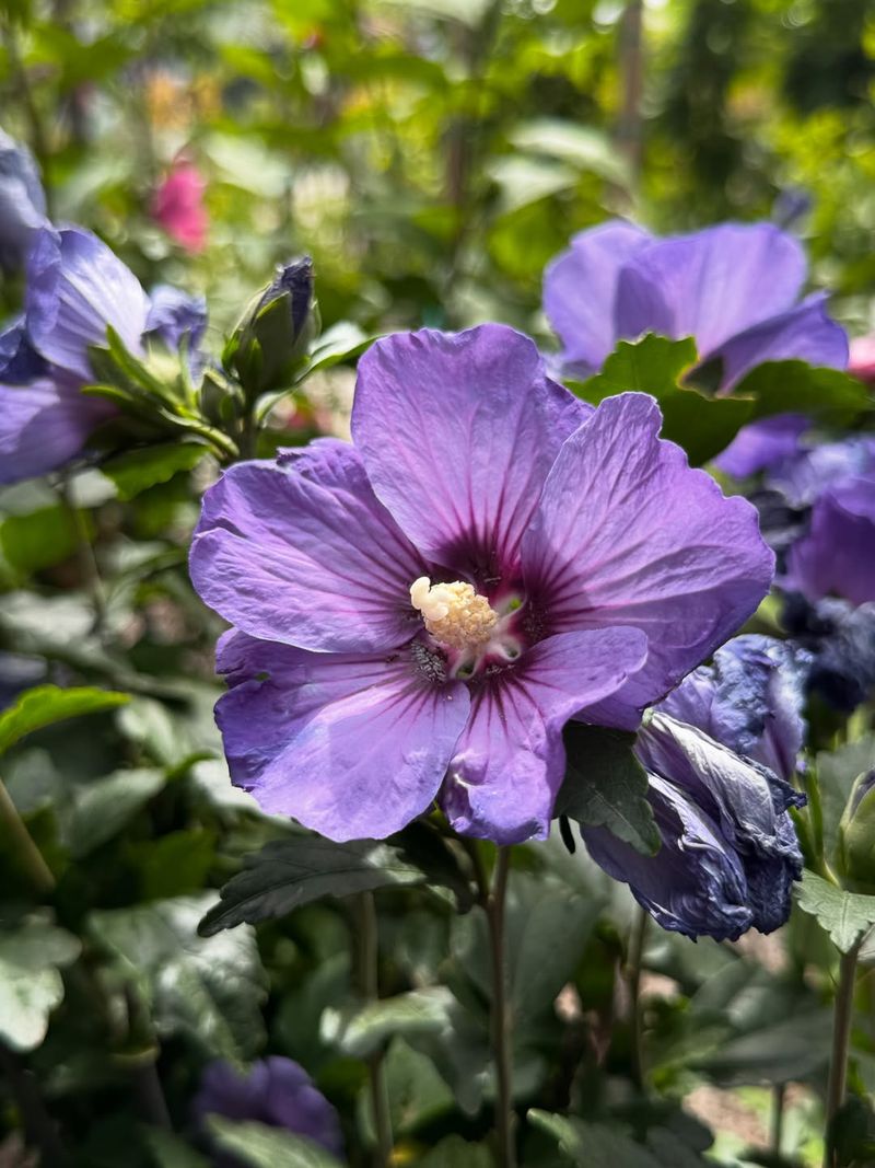 Rose of Sharon (Hibiscus syriacus)