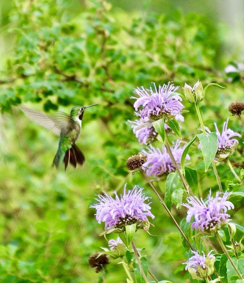 Wild Bergamot (Monarda fistulosa)