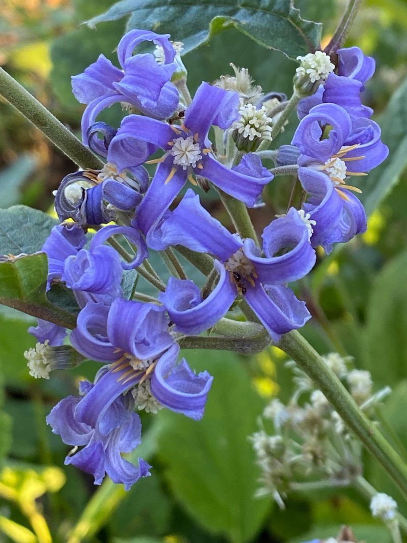 Tube Clematis (Clematis heracleifolia var. davidiana)