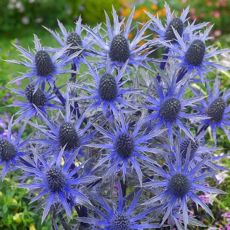 Sea Holly (Eryngium)