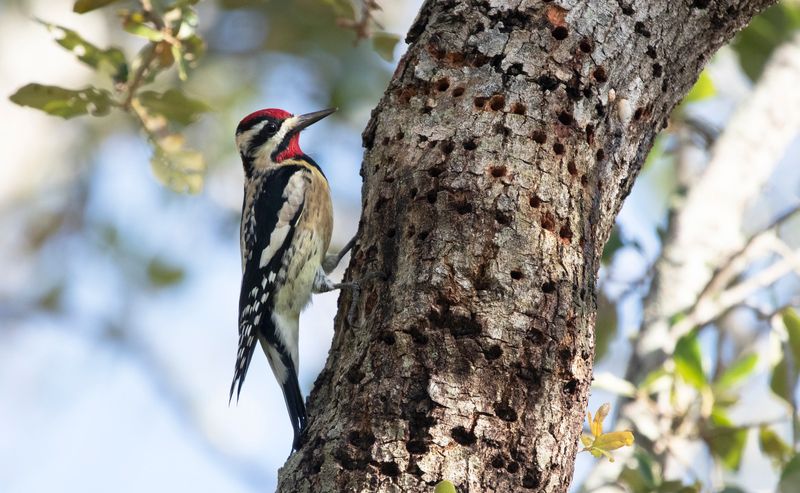 Sapsuckers make wells for sap and insects