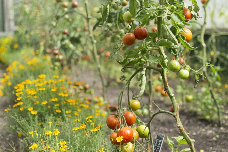 Marigolds may suppress some nematodes—but not with a guaranteed poison zone