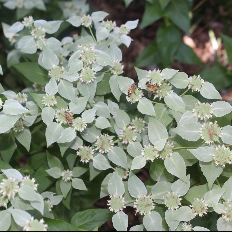 What Creates Its Frosted Summer Display