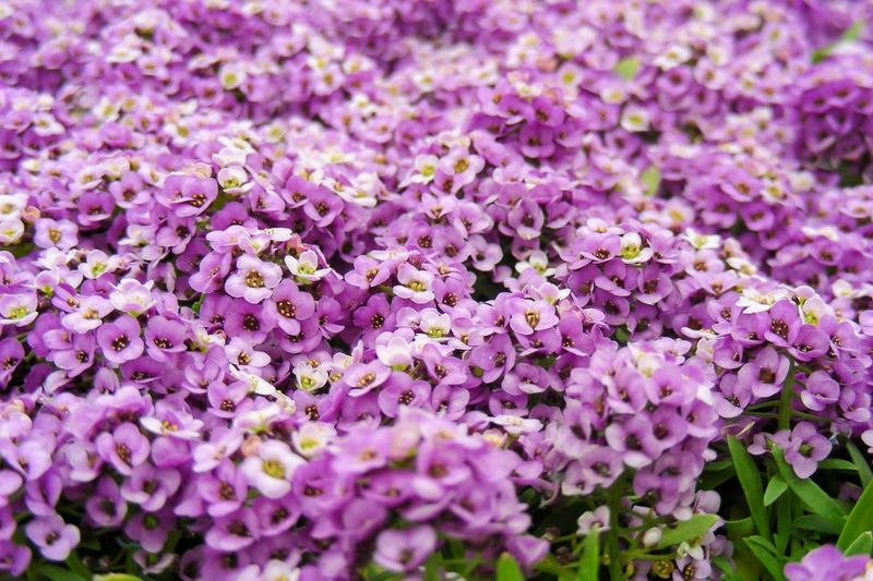 Alyssum