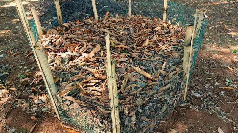 Protect vulnerable bigleaf buds only where winter calls for it