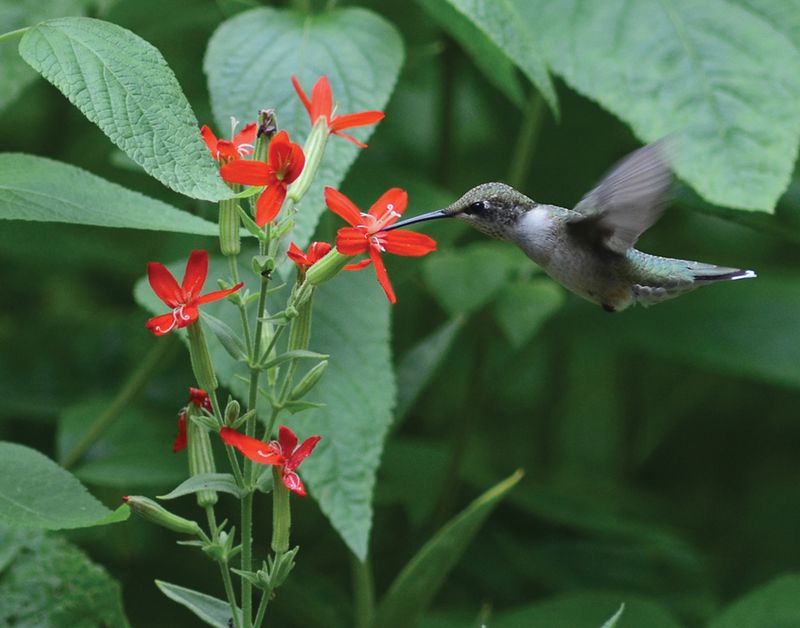 Insufficient Native Plants