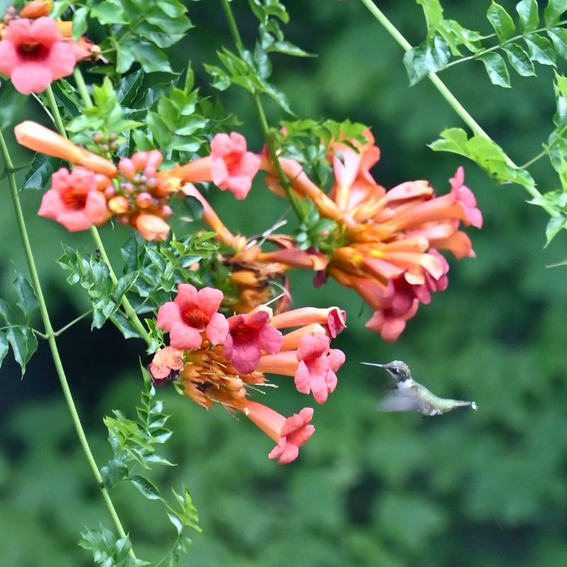 Trumpet Vine (Campsis radicans)