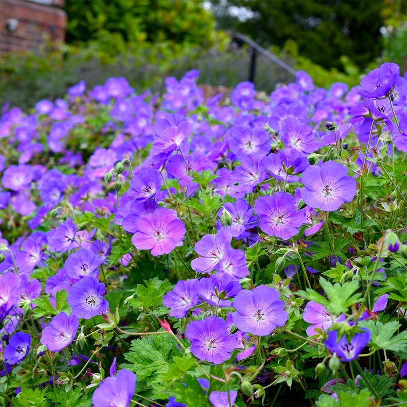 Cranesbill (Geranium spp. 'Rozanne')