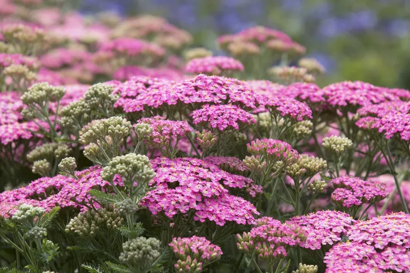 Yarrow (Achillea millefolium)