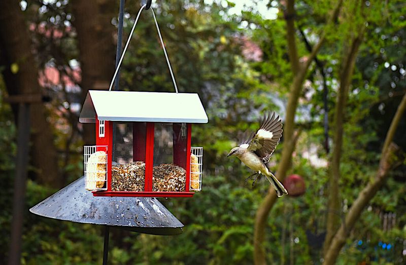 Poor Feeder Location