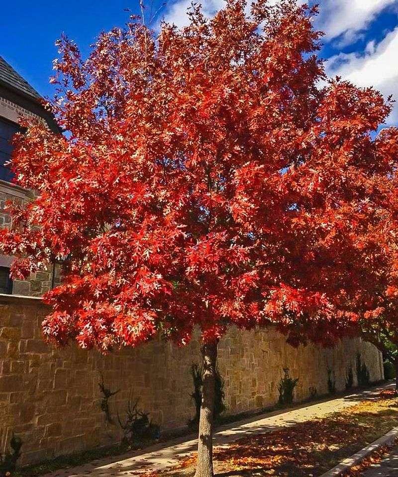 Shumard Oak