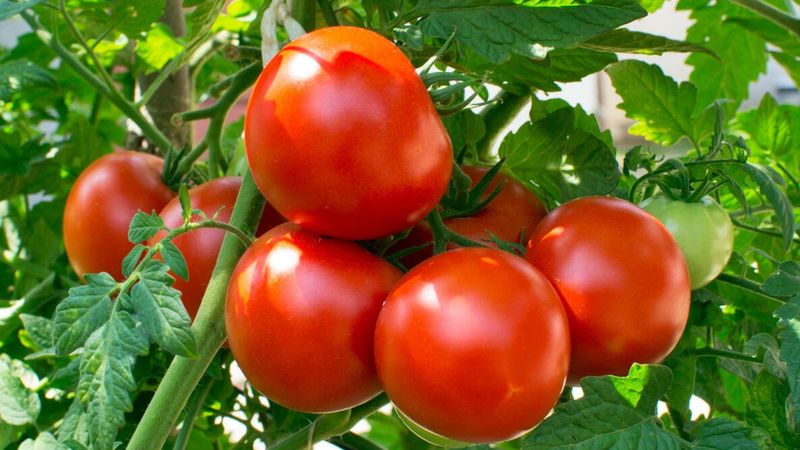 Start with fully ripe fruit from a healthy plant