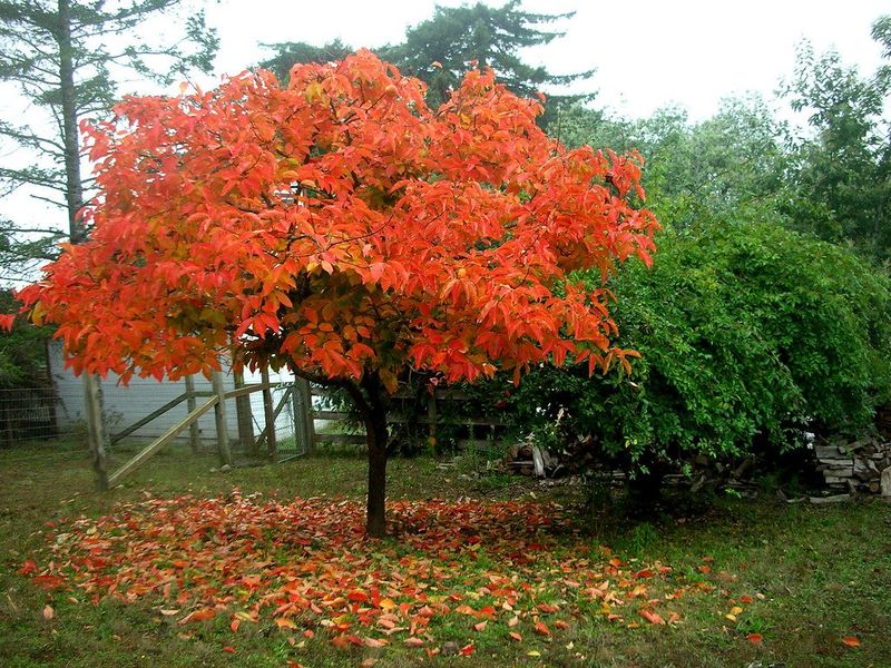 American persimmon suits many North Carolina yards, but not all