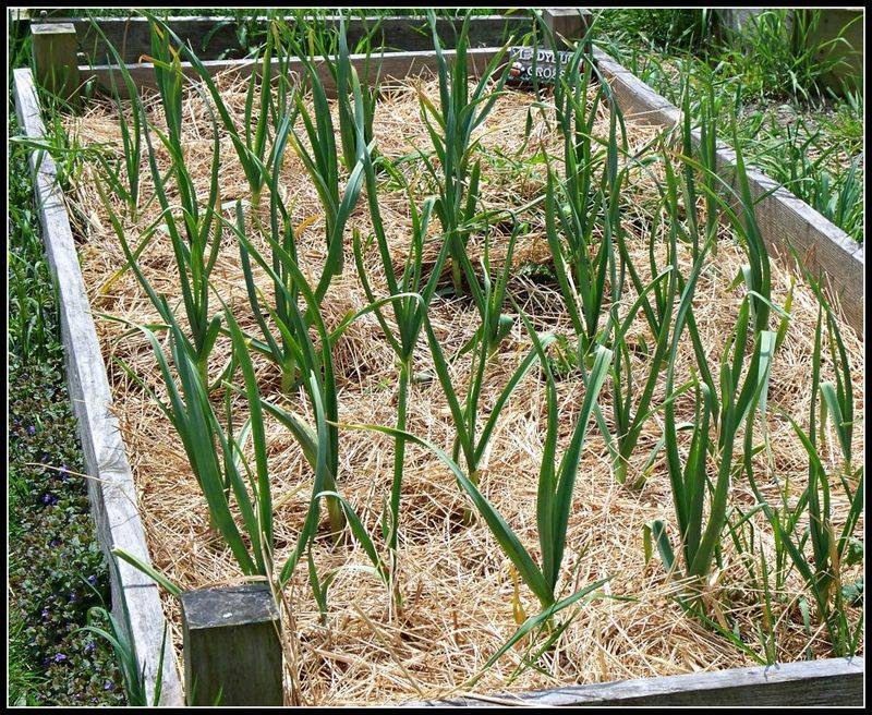 Support Bulb Expansion With Steady Care