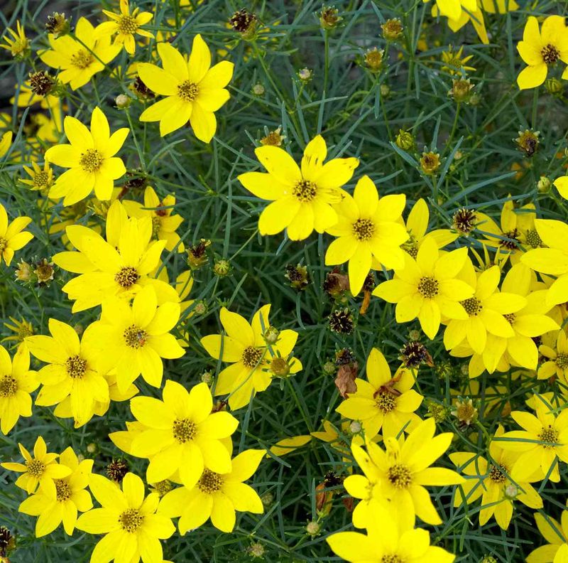 Tickseed