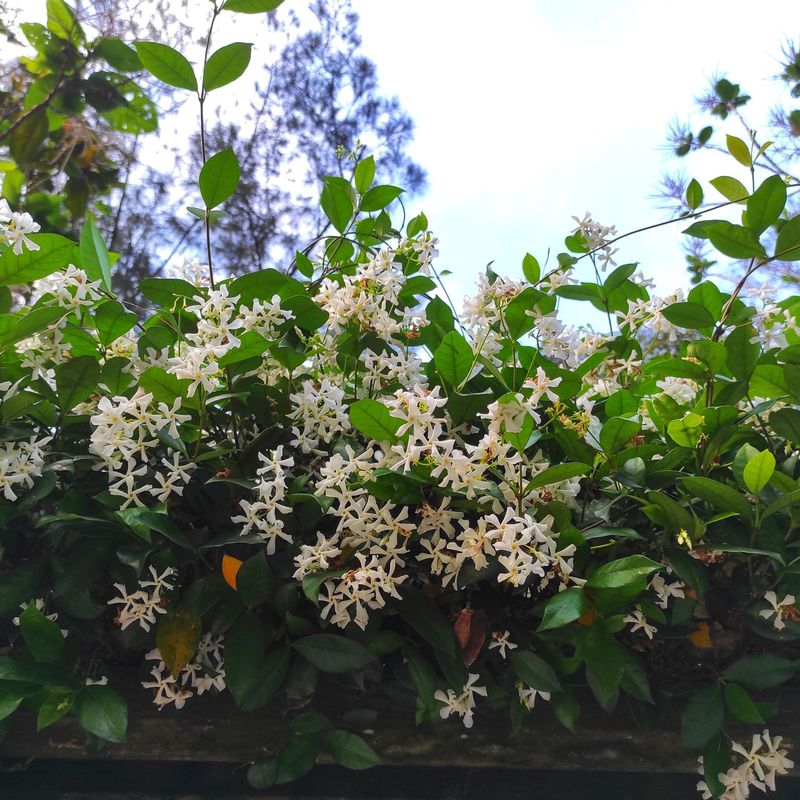 A flowering plant cannot deliver a validated dose