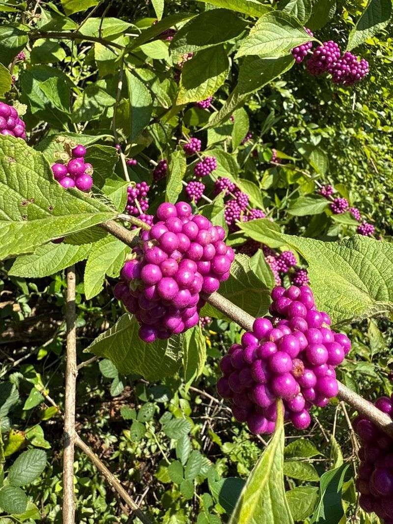 What did the beautyberry tick research actually test?
