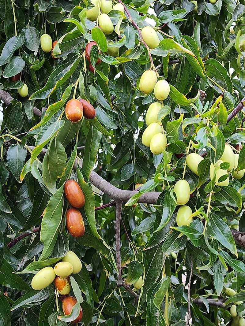 Jujube (Ziziphus jujuba)