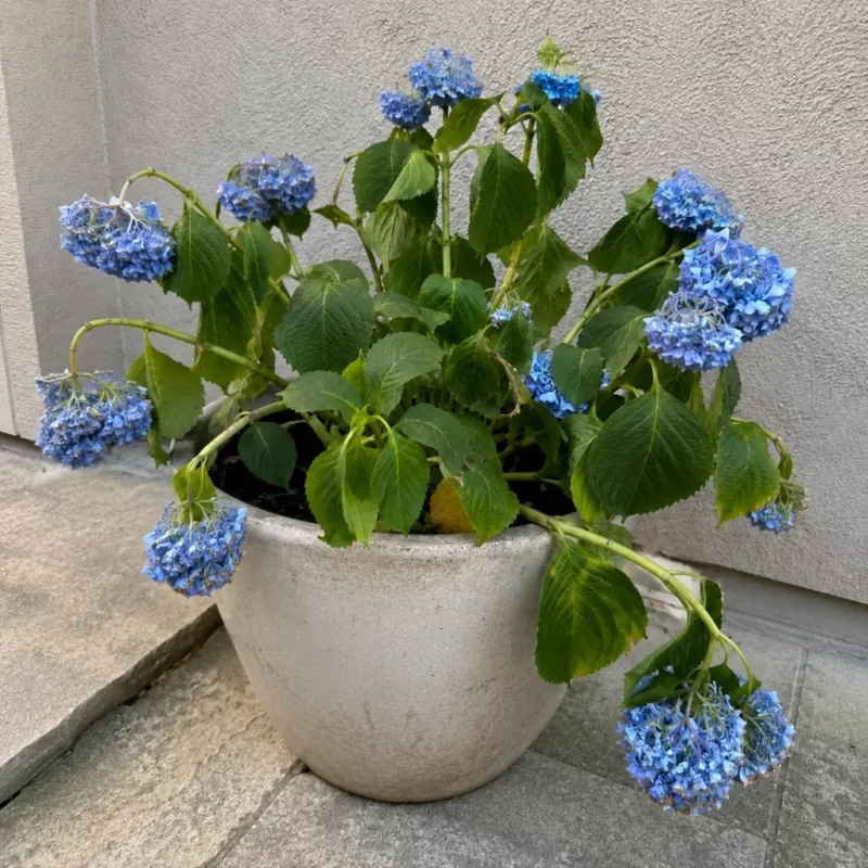 Wilting does not automatically mean thirst