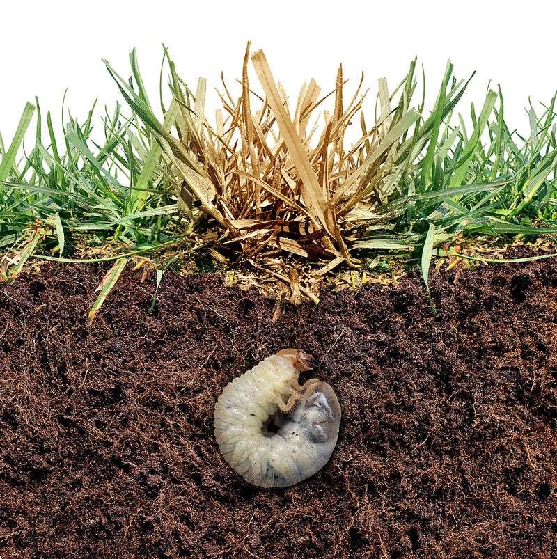 Grubs Munching Beneath the Surface