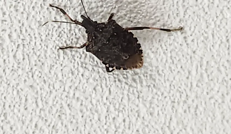 They overwinter as adults, not as a new generation in the walls