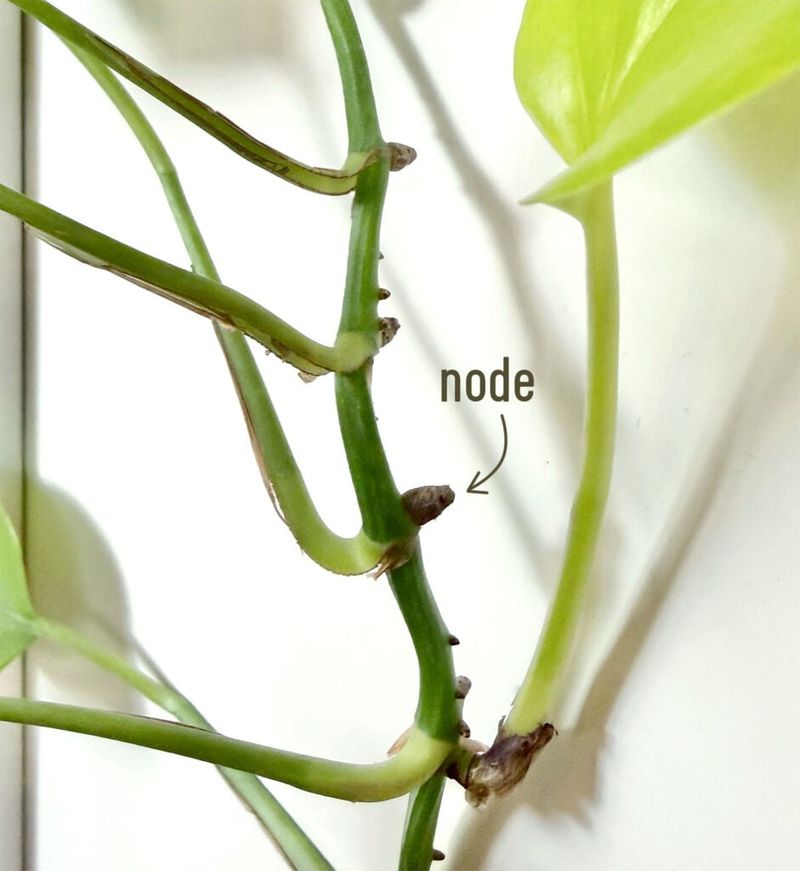 Cut Just Below a Node