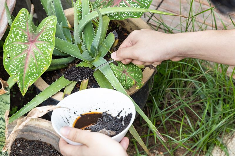 Integrate coffee grounds into the soil