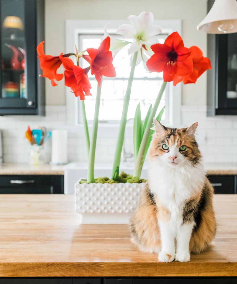 Amaryllis