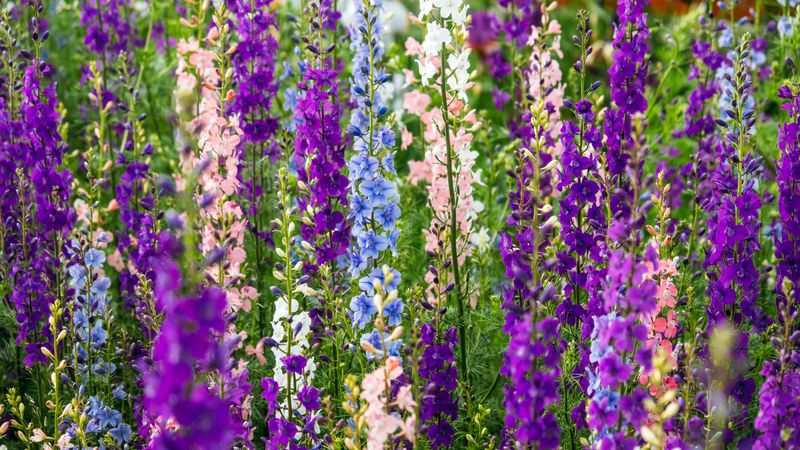Larkspur