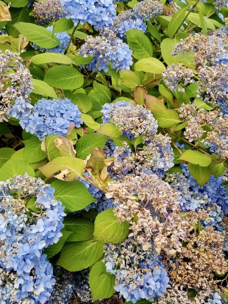 Skip This: Pruning During Heatwaves