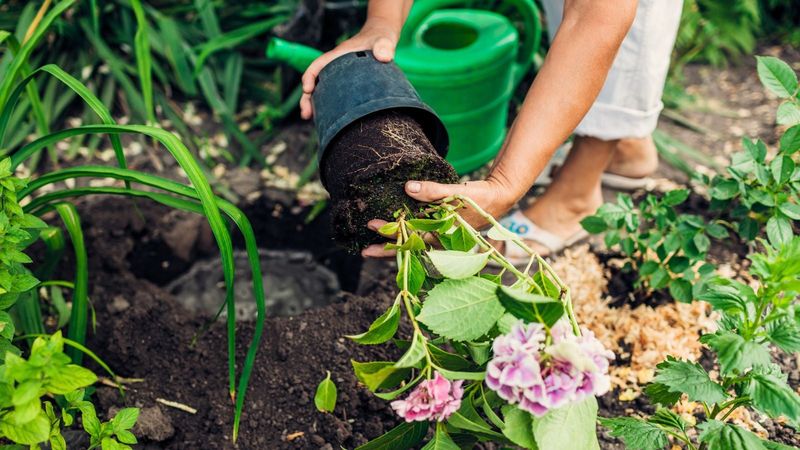 Consider Transplanting in Autumn for Better Sun Exposure