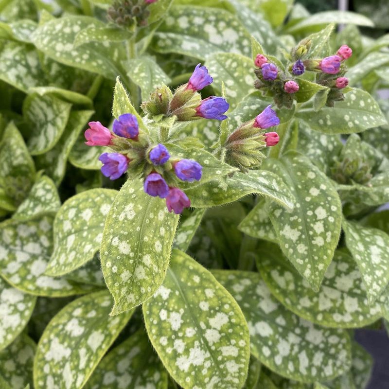 Lungwort (Pulmonaria)