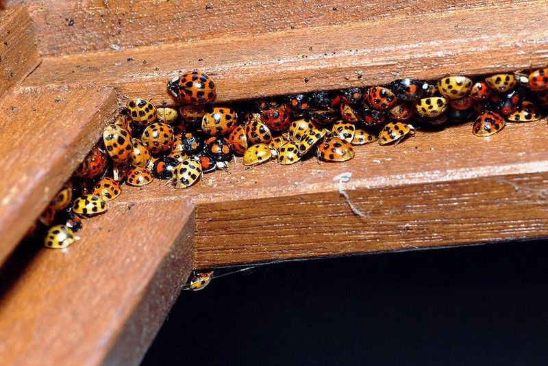A fall cluster is a clue, not a certain identification