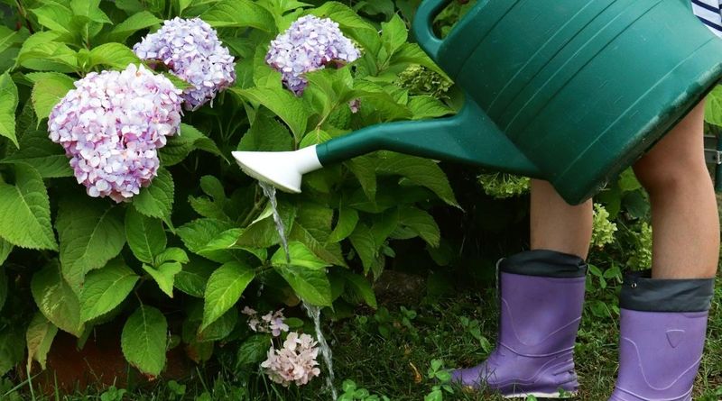 Maintain Consistent and Deep Watering