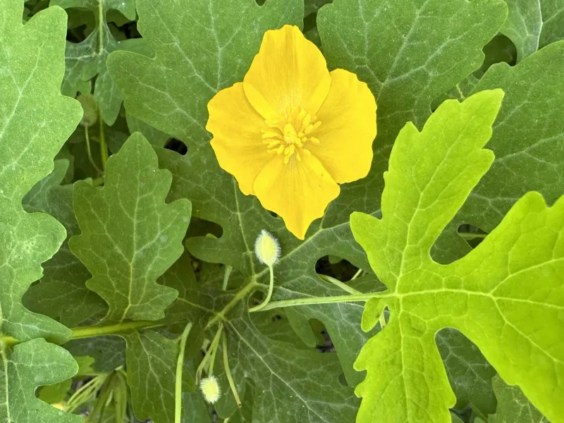 Celandine Poppy