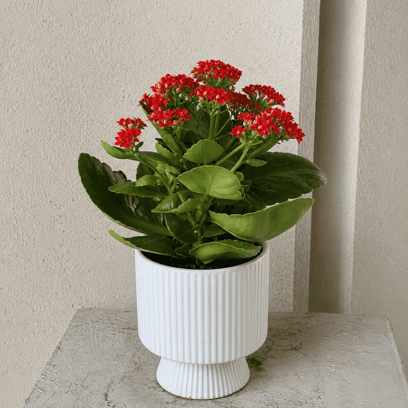 Kalanchoe