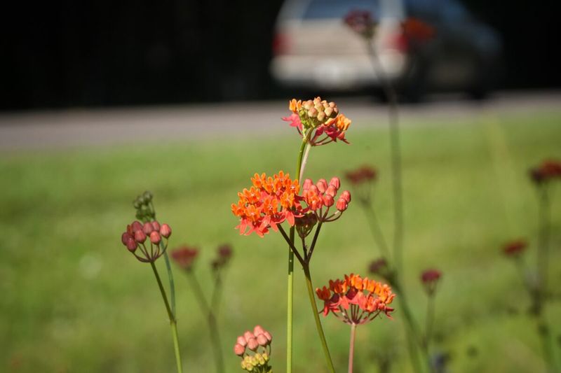 Butterfly Weed Fits a Suitable Punishment Spot
