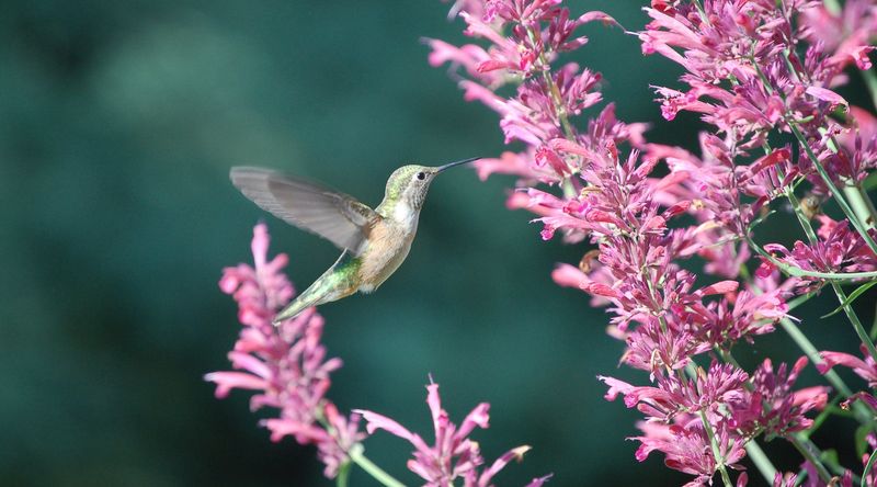 Agastache (Hummingbird Mint)