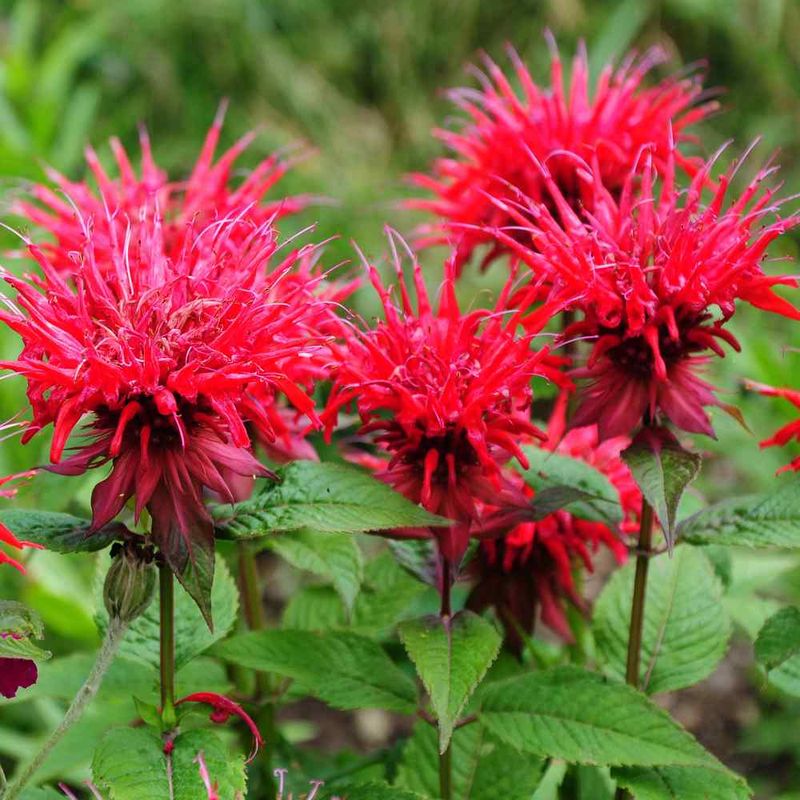 Bee Balm / Wild Bergamot (Monarda spp.)