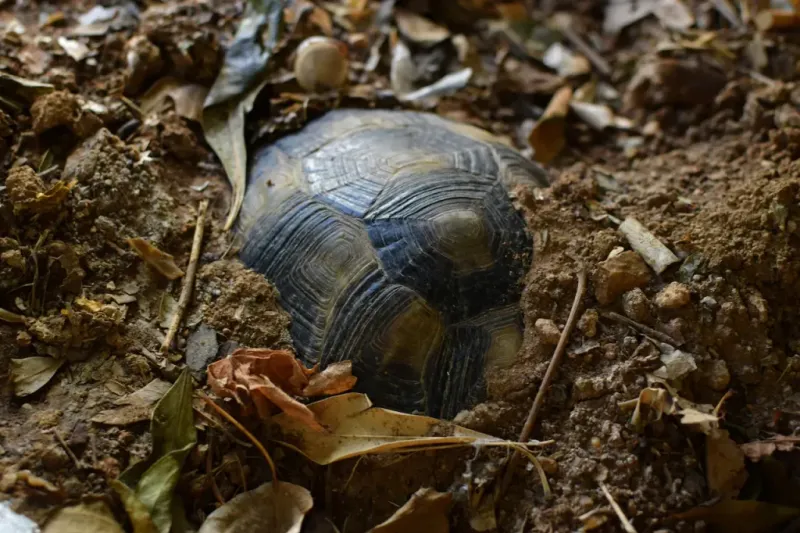 Protect the quiet patch and let the turtle choose