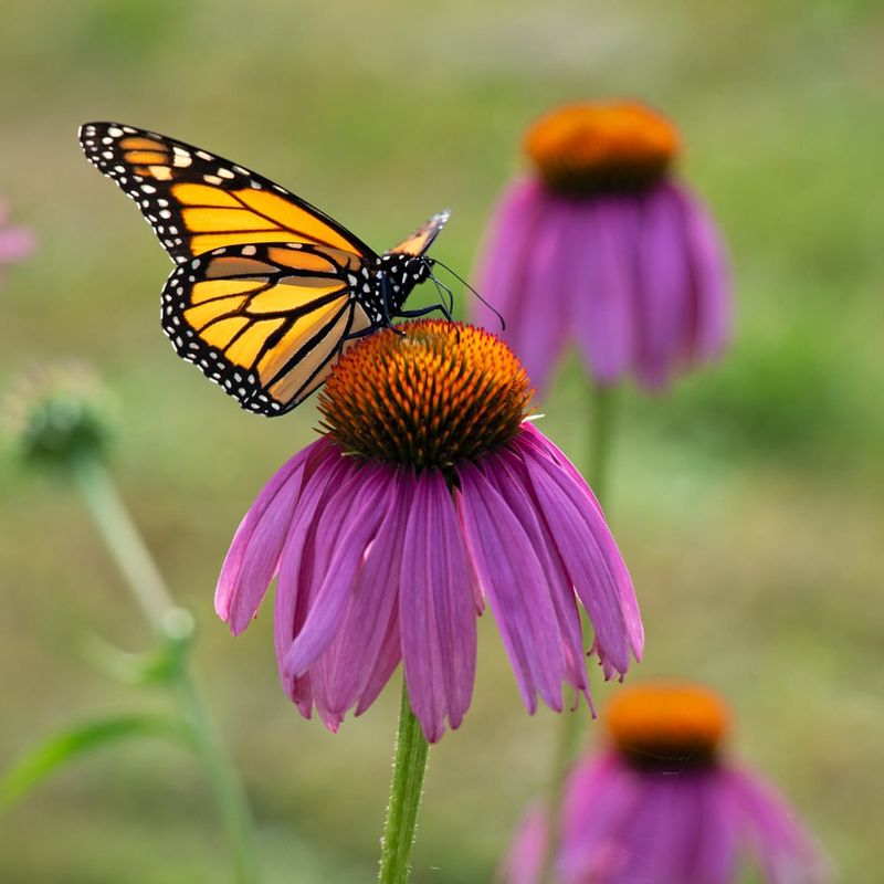 Echinacea (Purple Coneflower)