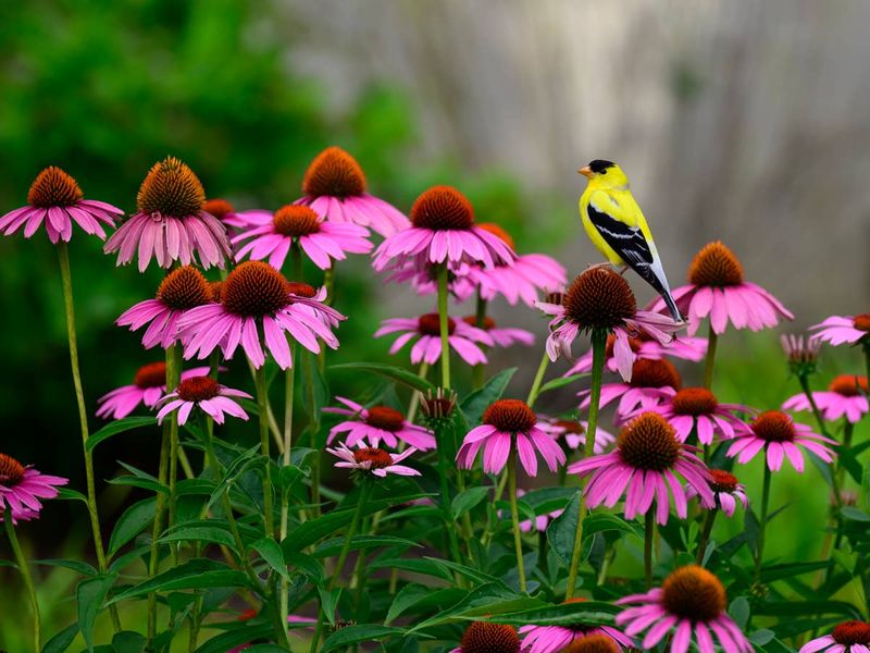 Purple Coneflower