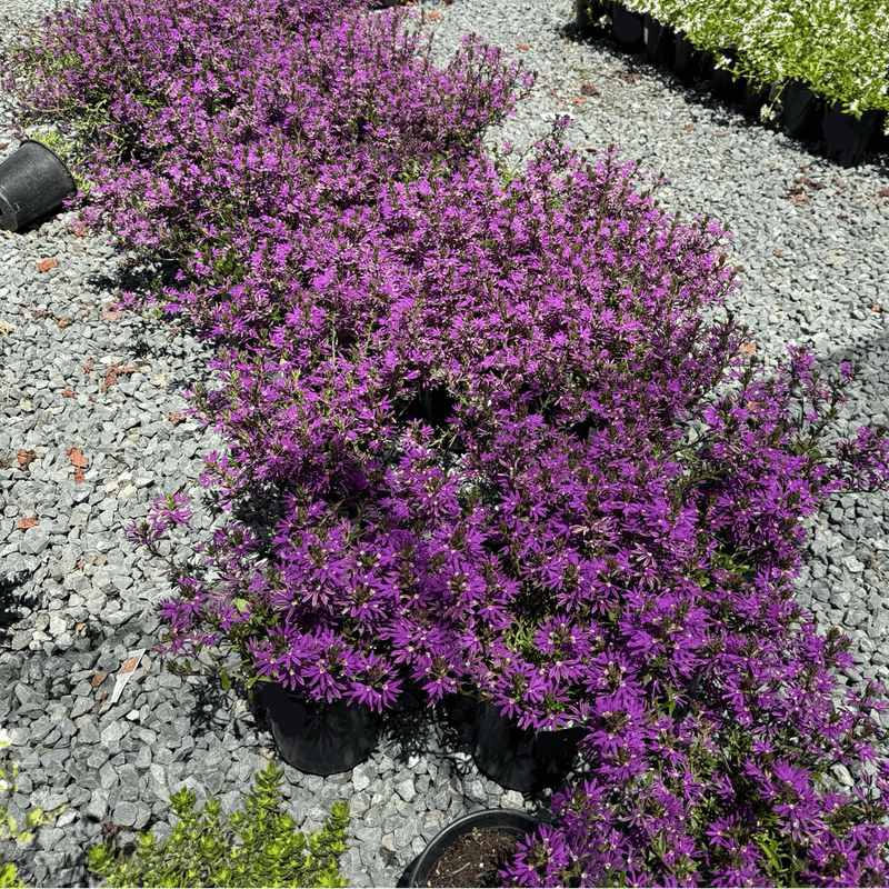 Scaevola (Fan Flower)