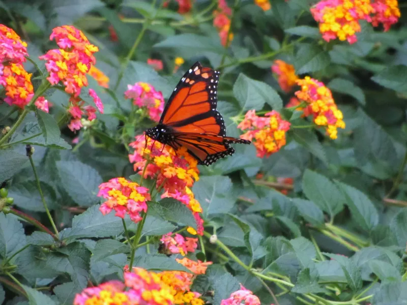 Run a quick summer bloom check