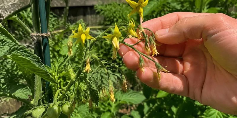 Soggy roots and heat-related blossom drop are different problems